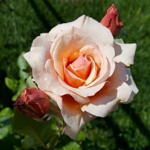 Meet your Posher, Constance